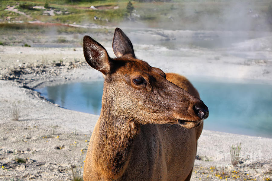 Elk in Yellowstone Photograph by Teresa Zieba