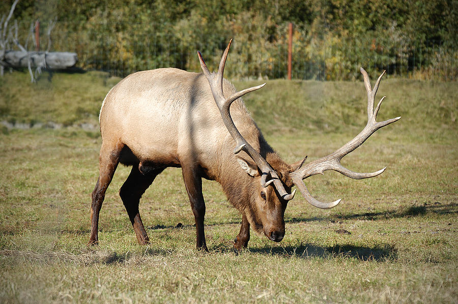 Elk Photograph by Jack Nevitt