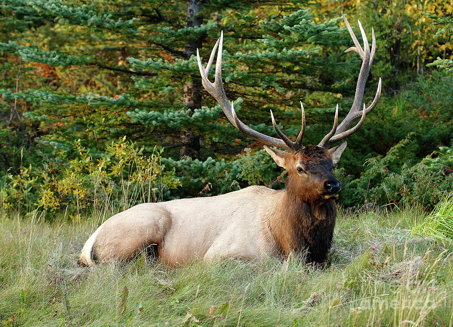Elk Jasper National Park Alberta Canada Photograph by Bob Christopher