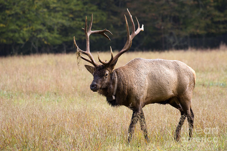 Elk Photograph by Jill Lang