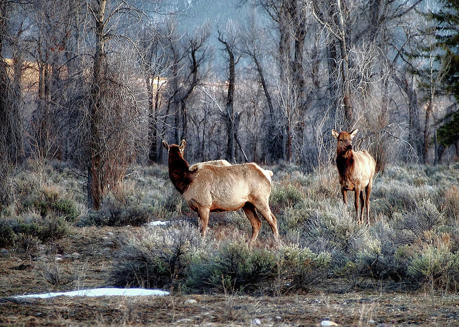 Elk Photograph by Jim Hill