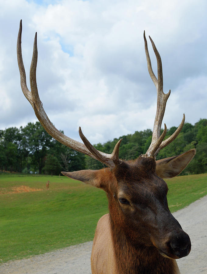 Elk Photograph by Karen Harrison Brown