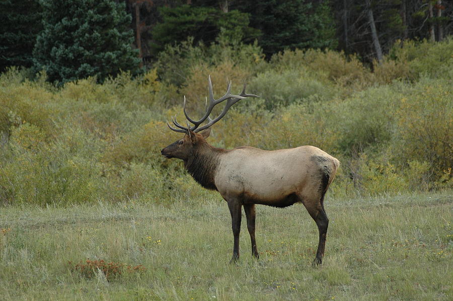 Wildlife Photograph - Elk by Kathy Schumann
