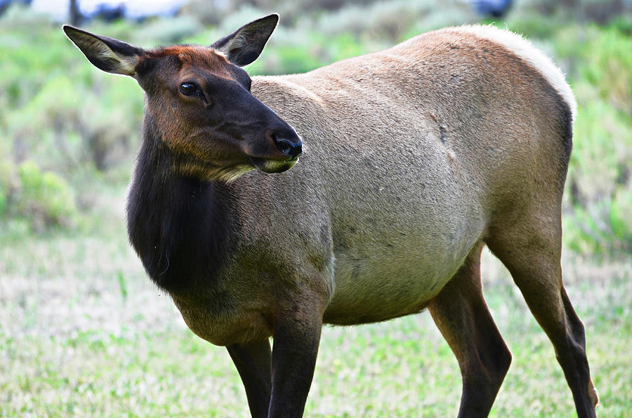 Elk Photograph by La Dolce Vita