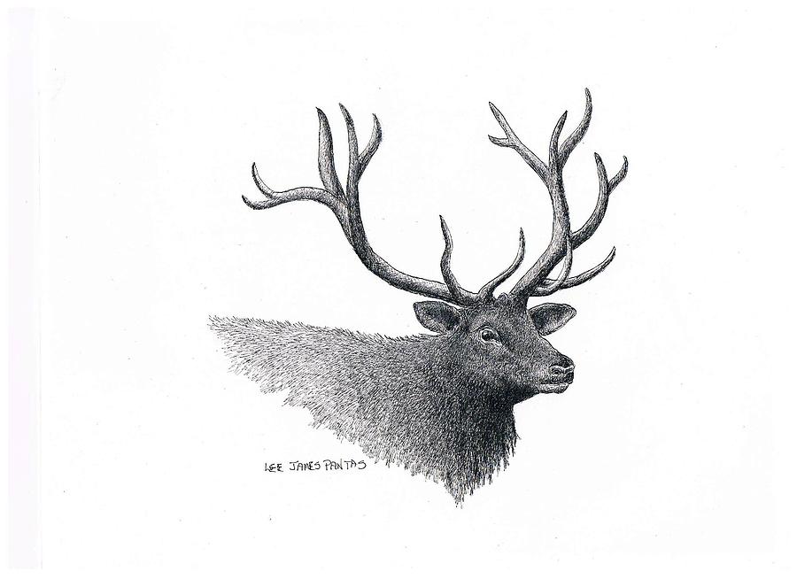 Elk Drawing - Elk by Lee Pantas Elk Drawing - Elk by Lee Pantas