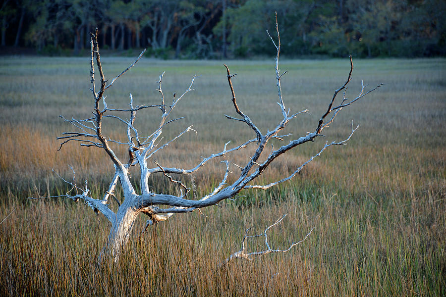 Elk-like Tree on Jekyll Island Photograph by Bruce Gourley