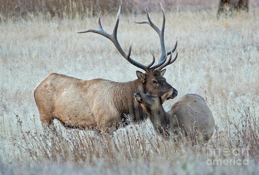 Elk Love Photograph by Ed McDermott
