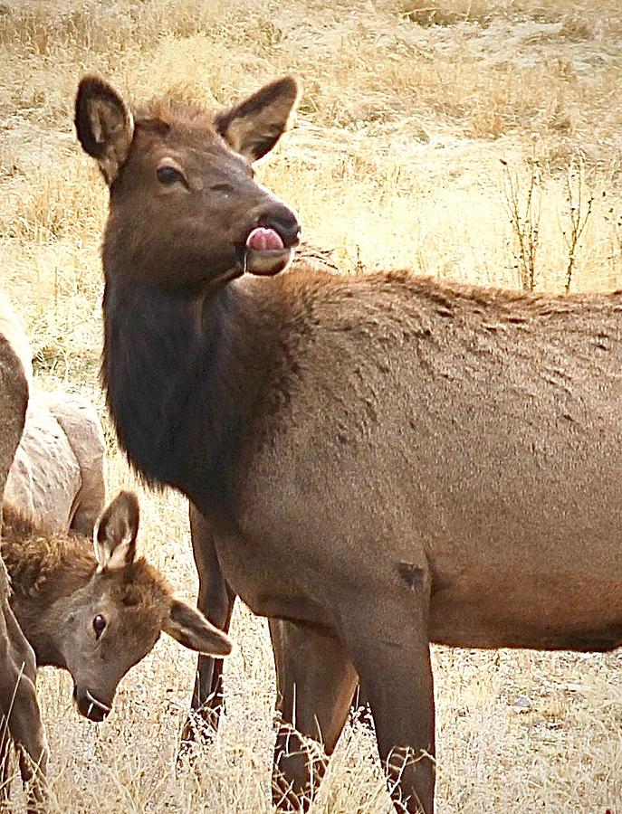Elk ma and her baby Photograph by Elisabeth Derichs