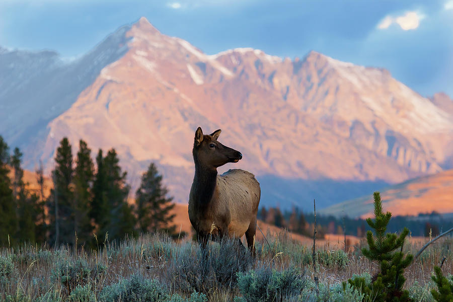 Elk Majesty Photograph by Mark Miller