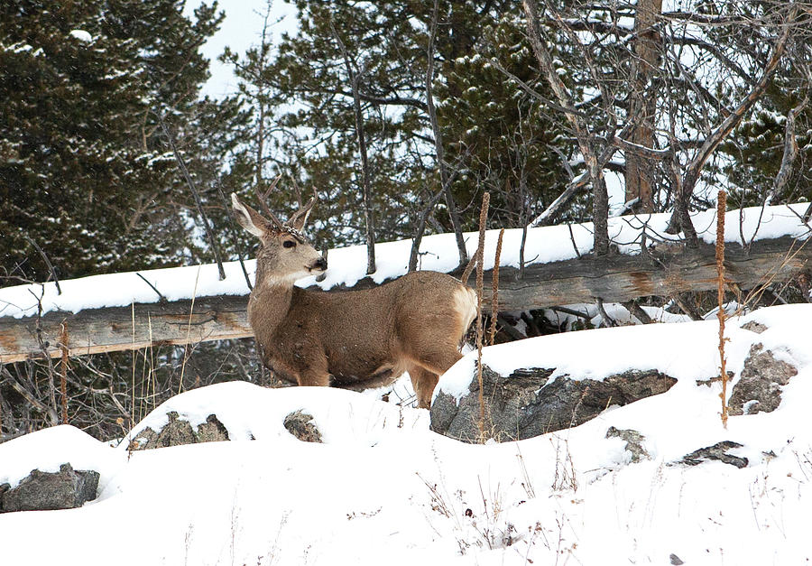 Elk Photograph by Marilyn Hunt