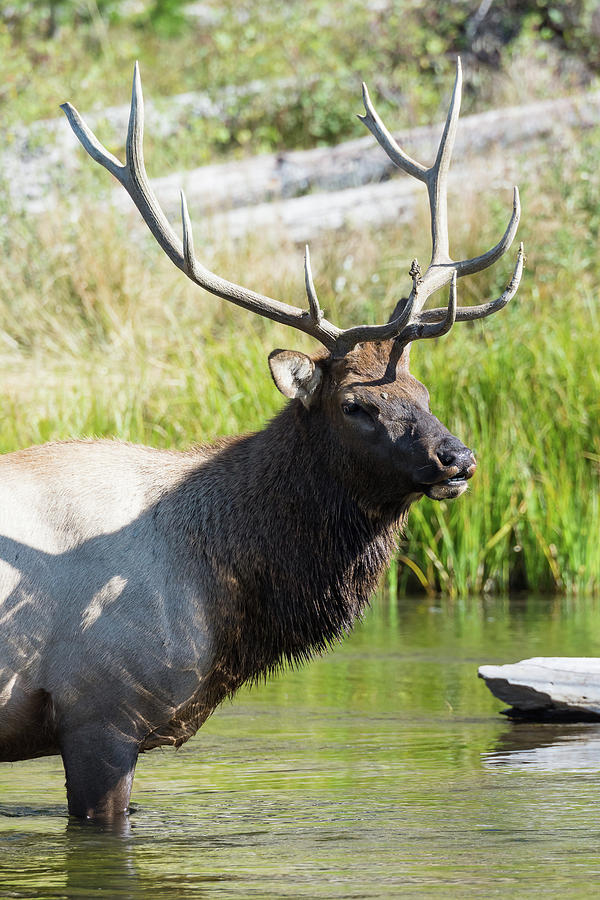 Elk Master Photograph by Mark Little