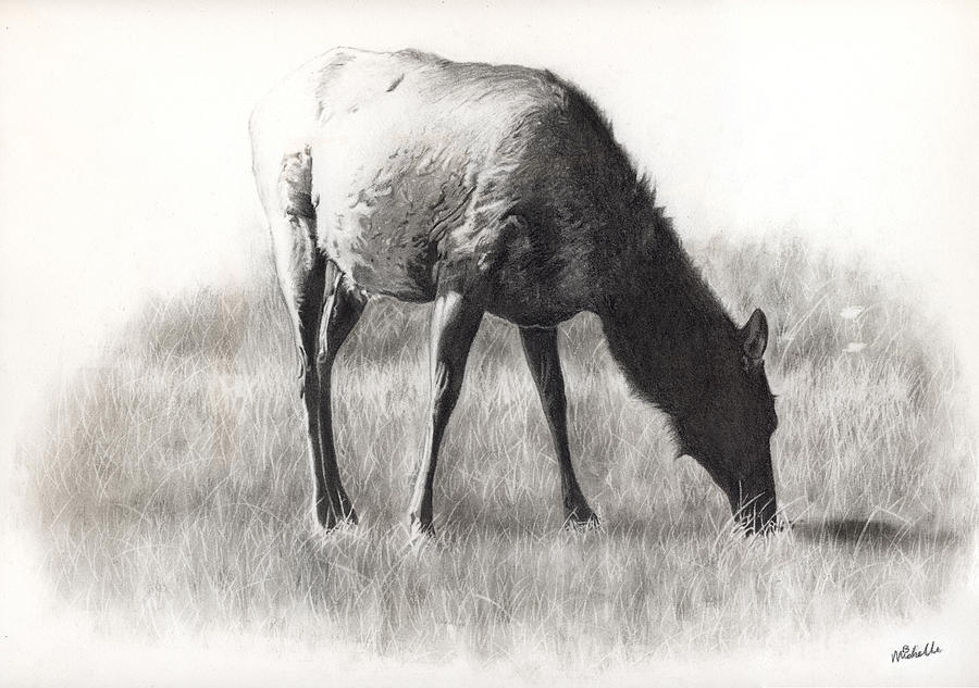 Elk Drawing by Michelle Brown