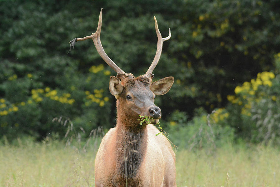 Elk Munch by Sue Jarrett Elk Munch by Sue Jarrett