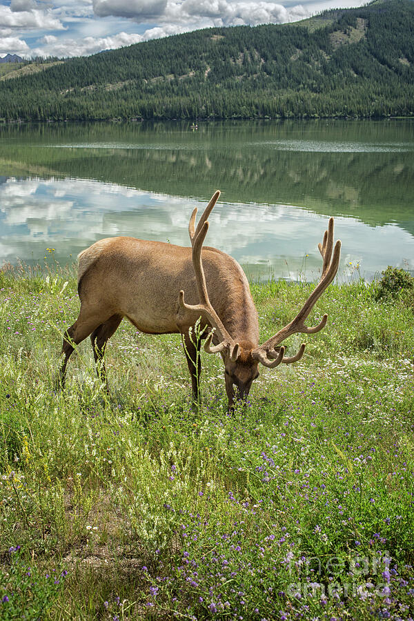Elk near a lake in the Rocky Mountains Photograph by Patricia Hofmeester