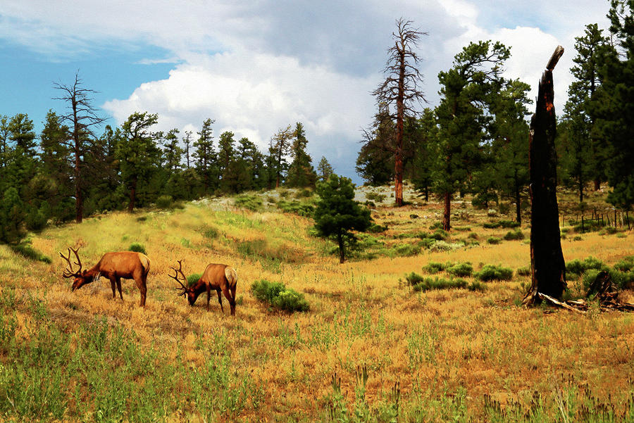 Elk Near Grand Canyon Digital Art by Susan Vineyard