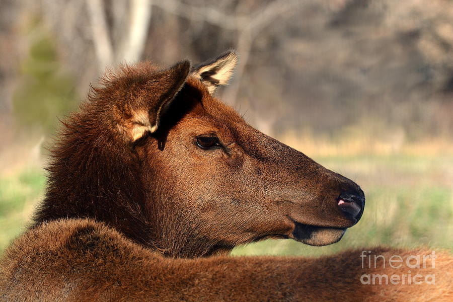 Elk No 4 4658 Photograph by Ken DePue