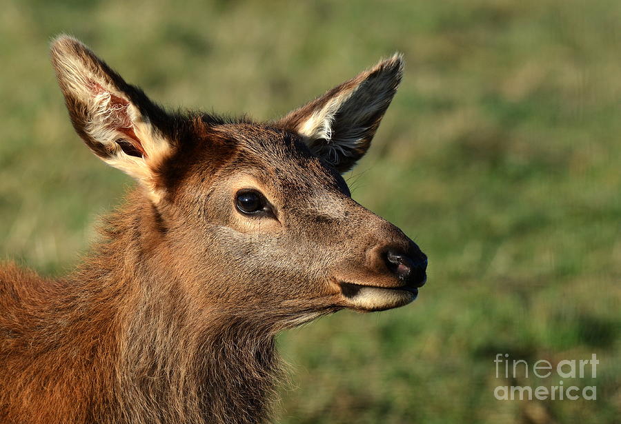 Elk No 5 4662 Photograph by Ken DePue