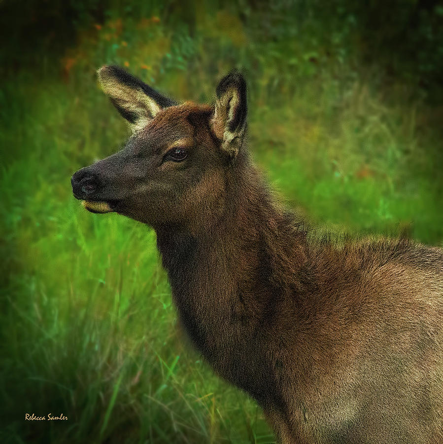 Elk of Benezette Photograph by Rebecca Samler