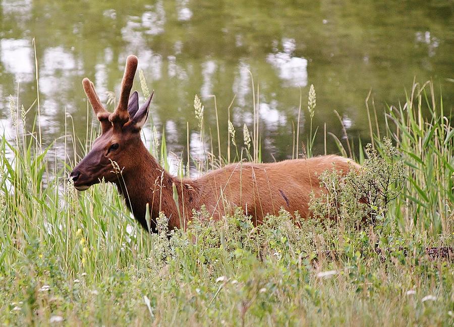 Wildlife Photograph - Elk of Jasper... by Al Fritz