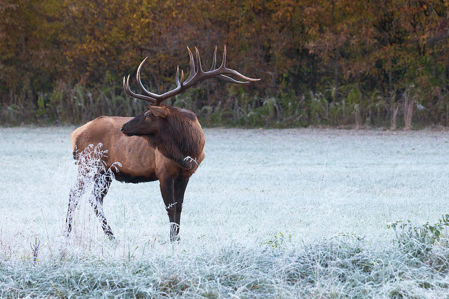 Elk of Smoky Mountains National Park Photograph by Scott Slone