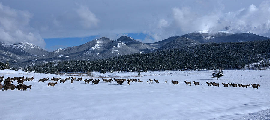 Elk On a Snow Covered Moraine Photograph by Tranquil Light Photography