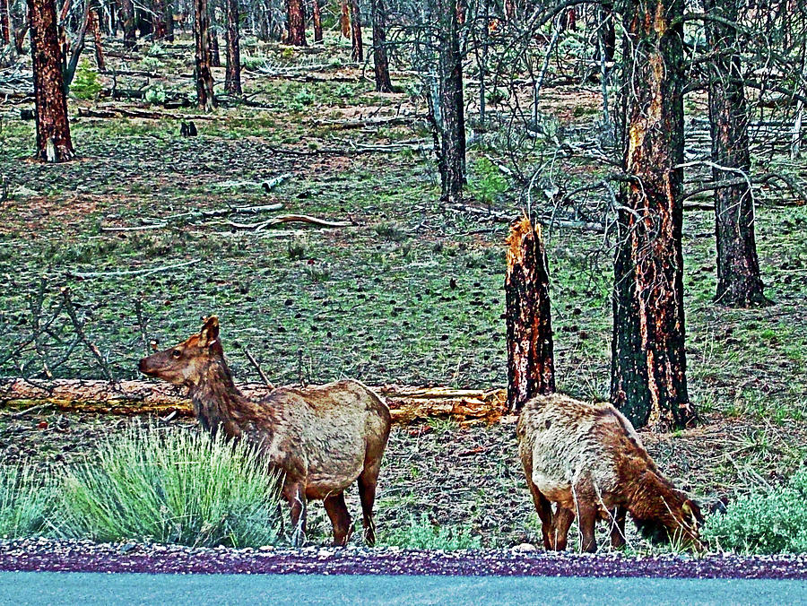 Elk on East Side of South Rim of Grand Canyon National Park-Arizona  Photograph by Ruth Hager