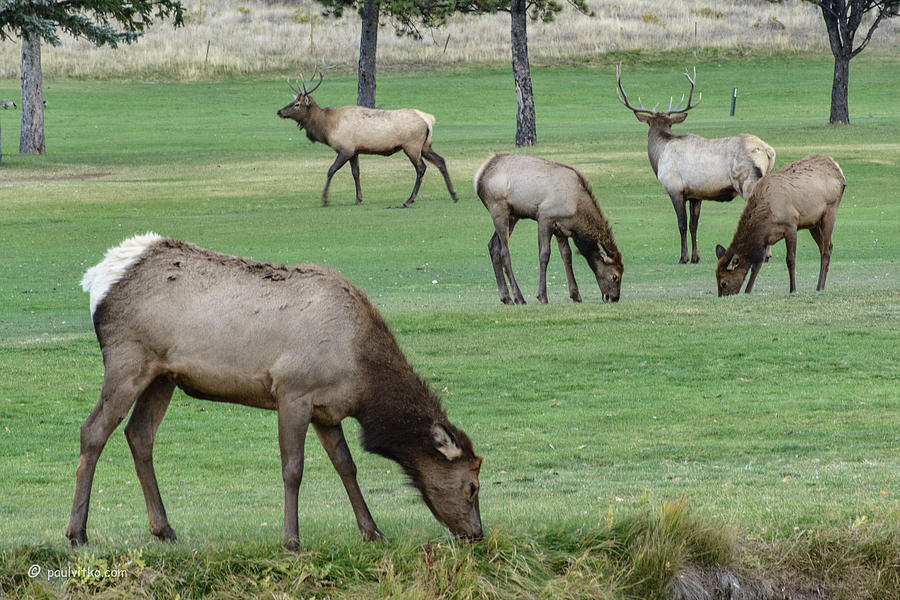 Elk On Golf Course Estes Park Colorado Photograph by Paul Vitko