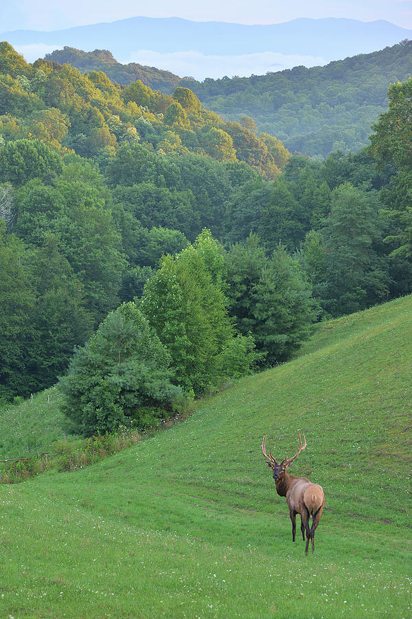 Elk On the Range Photograph by Alan Lenk