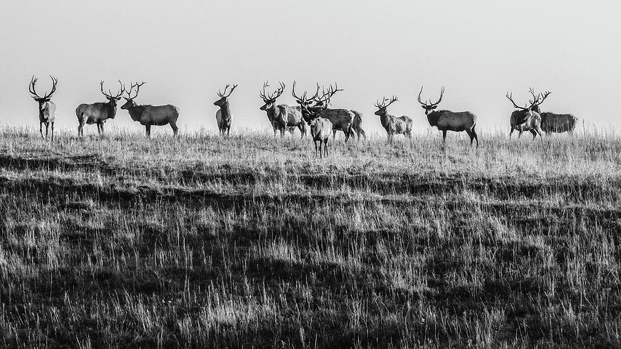 Elk on the Ridge Photograph by Jay Stockhaus