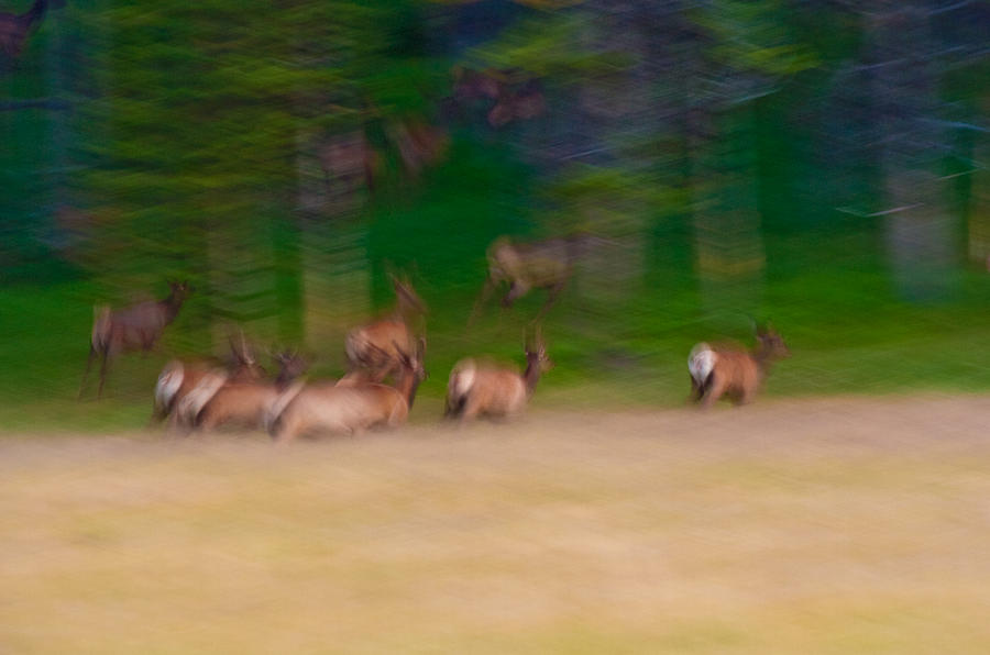 Elk on the Run Photograph by Sebastian Musial