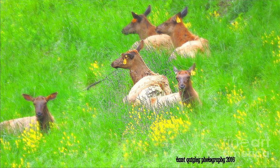 Elk On The Spring Range  Photograph by Tami Quigley