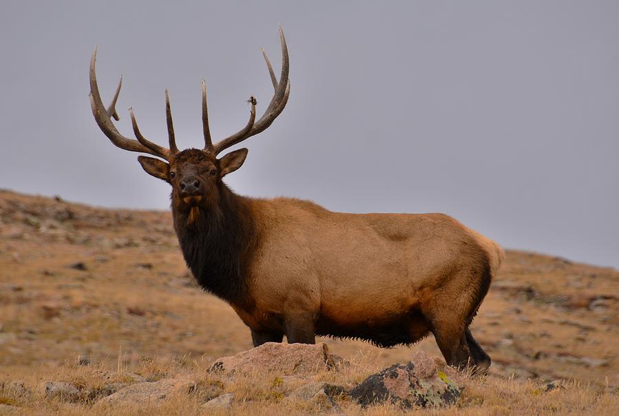 Elk on the Tundra Photograph by Dennis Nelson - Fine Art America