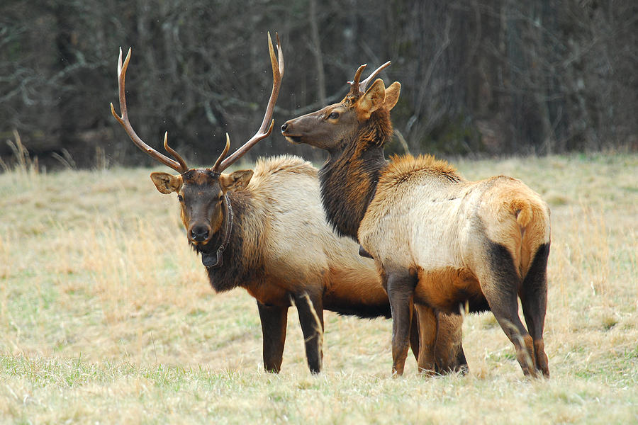 Elk Pair Photograph by Alan Lenk