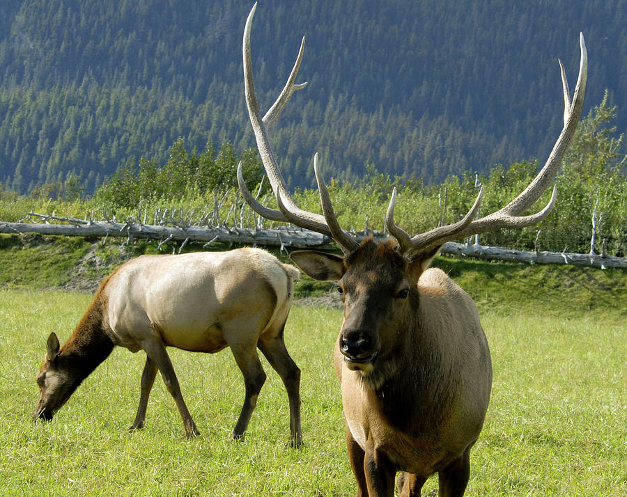 Elk Pair Photograph by Michelle Halsey
