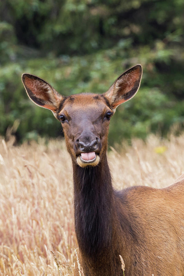 Elk Photograph by Paul Schultz