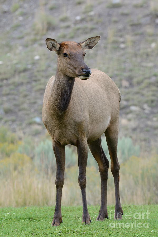Elk Portrait 1486 Photograph by Ken DePue