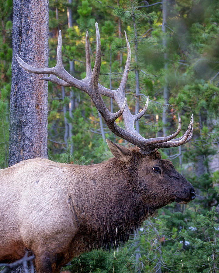 Elk Portrait Photograph by Alex Mironyuk