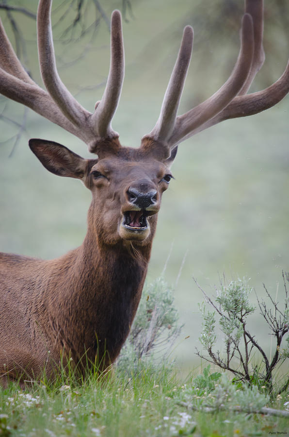 Elk Portrait Photograph by Crystal Wightman