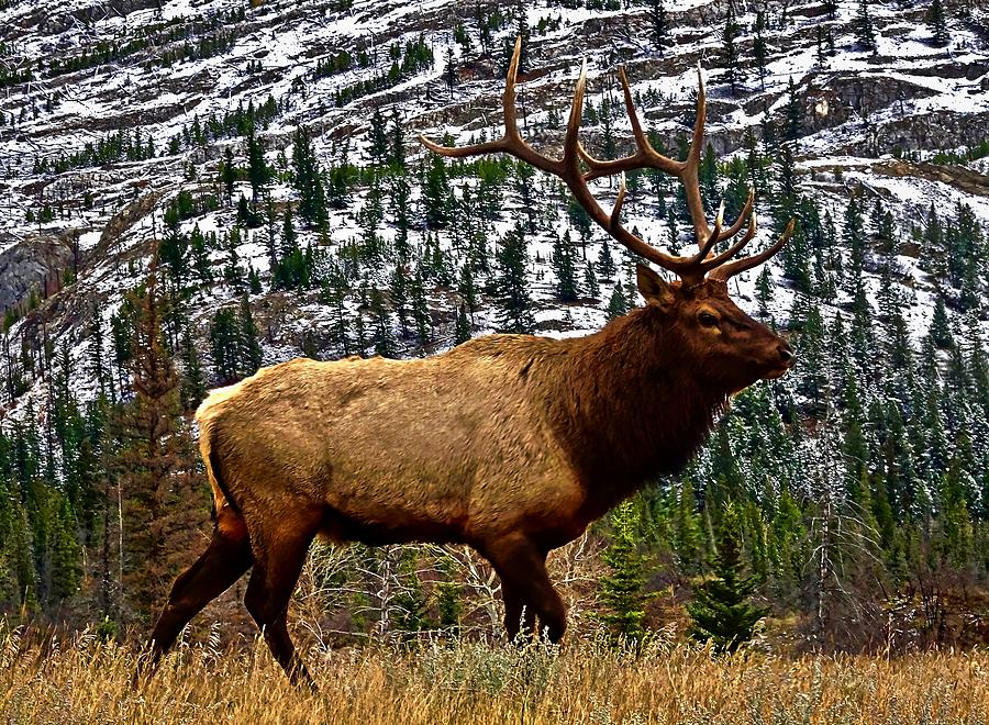 Elk Portrait Photograph by Dawn Van Doorn - Fine Art America