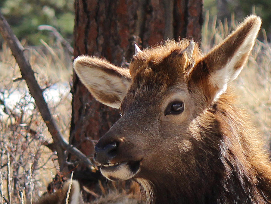 Rocky Mountain National Park Photograph - Elk Portrait by Lorraine Baum