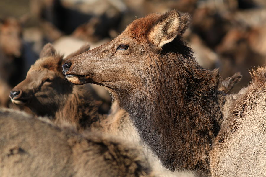 Elk portrait Photograph by Lynn Hopwood