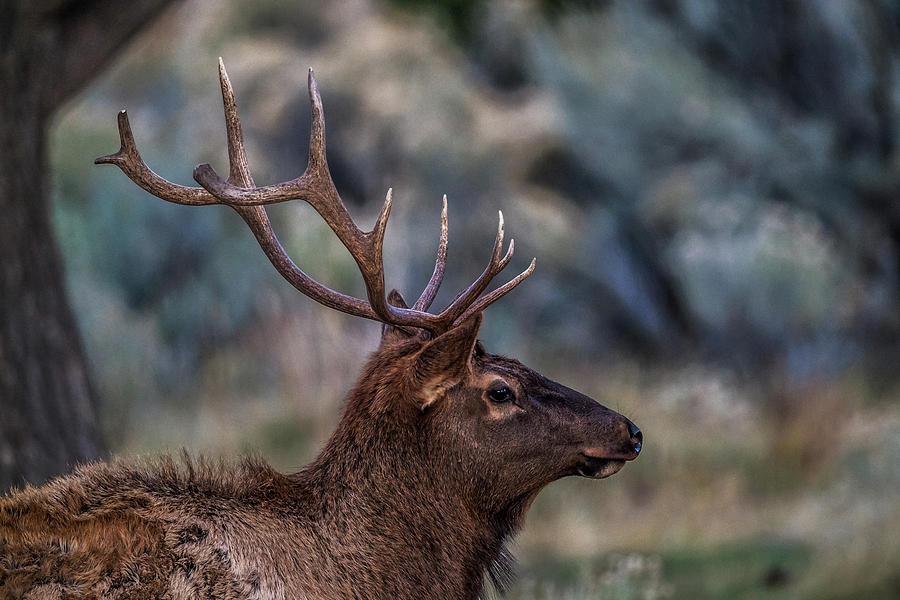 Elk Portrait Photograph by Paul Freidlund