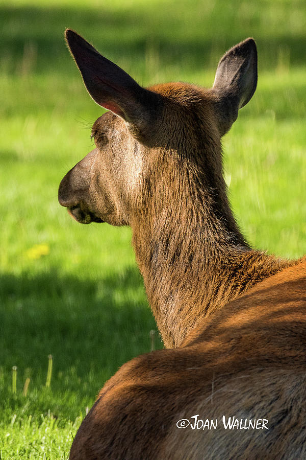 Elk Profile Photograph by Joan Wallner