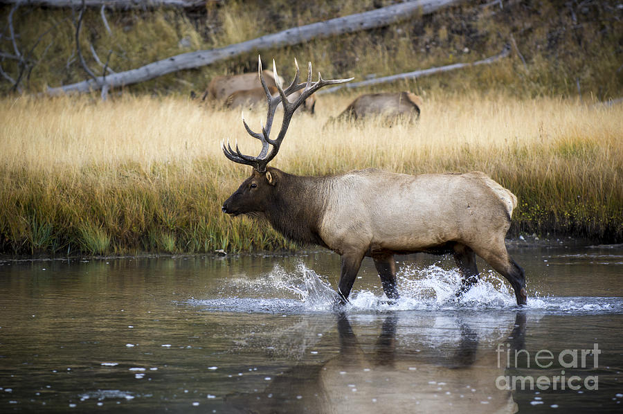 Yellowstone National Park Photograph - Elk Reflection by Wildlife Fine Art