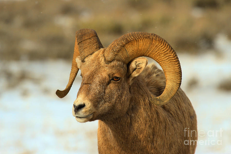 Elk Refuge Bighorn Ram Photograph by Adam Jewell