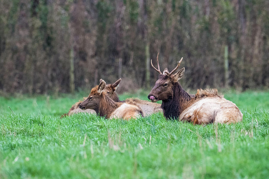 Elk Relaxing Photograph by Paul Freidlund