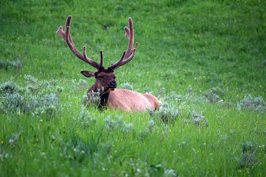 Yellowstone National Park Photograph - Elk Resting by Linda Kerkau