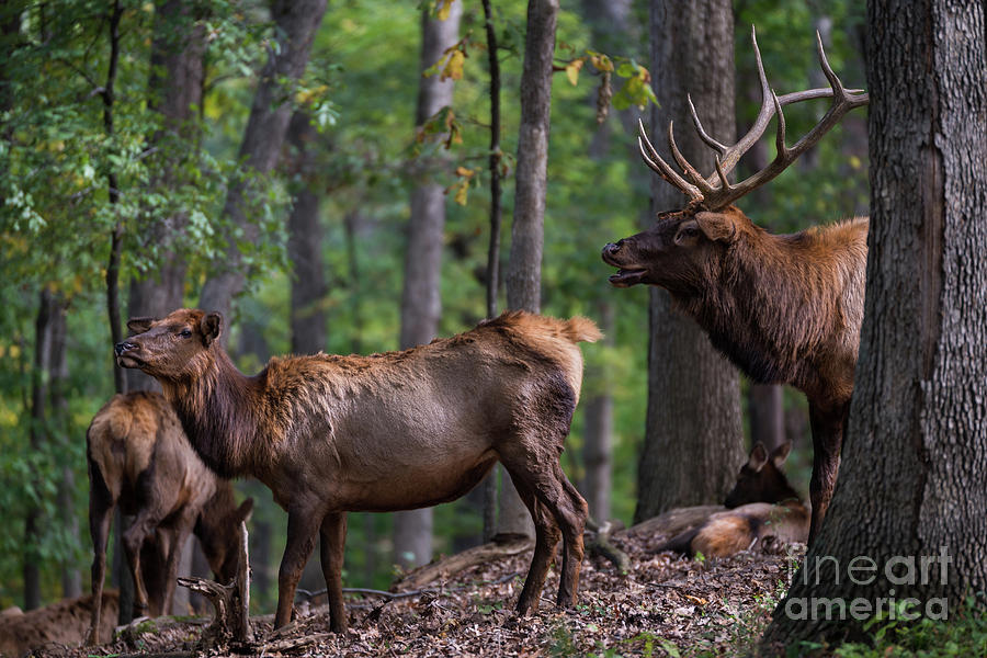 Elk Romance Photograph by Andrea Silies