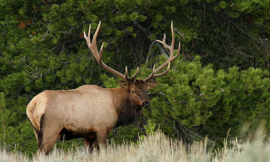 Elk Photograph by Ronnie And Frances Howard