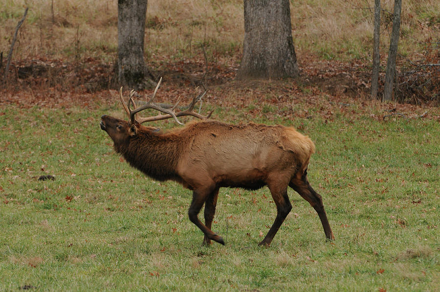 Elk Rut by Sue Jarrett Elk Rut by Sue Jarrett